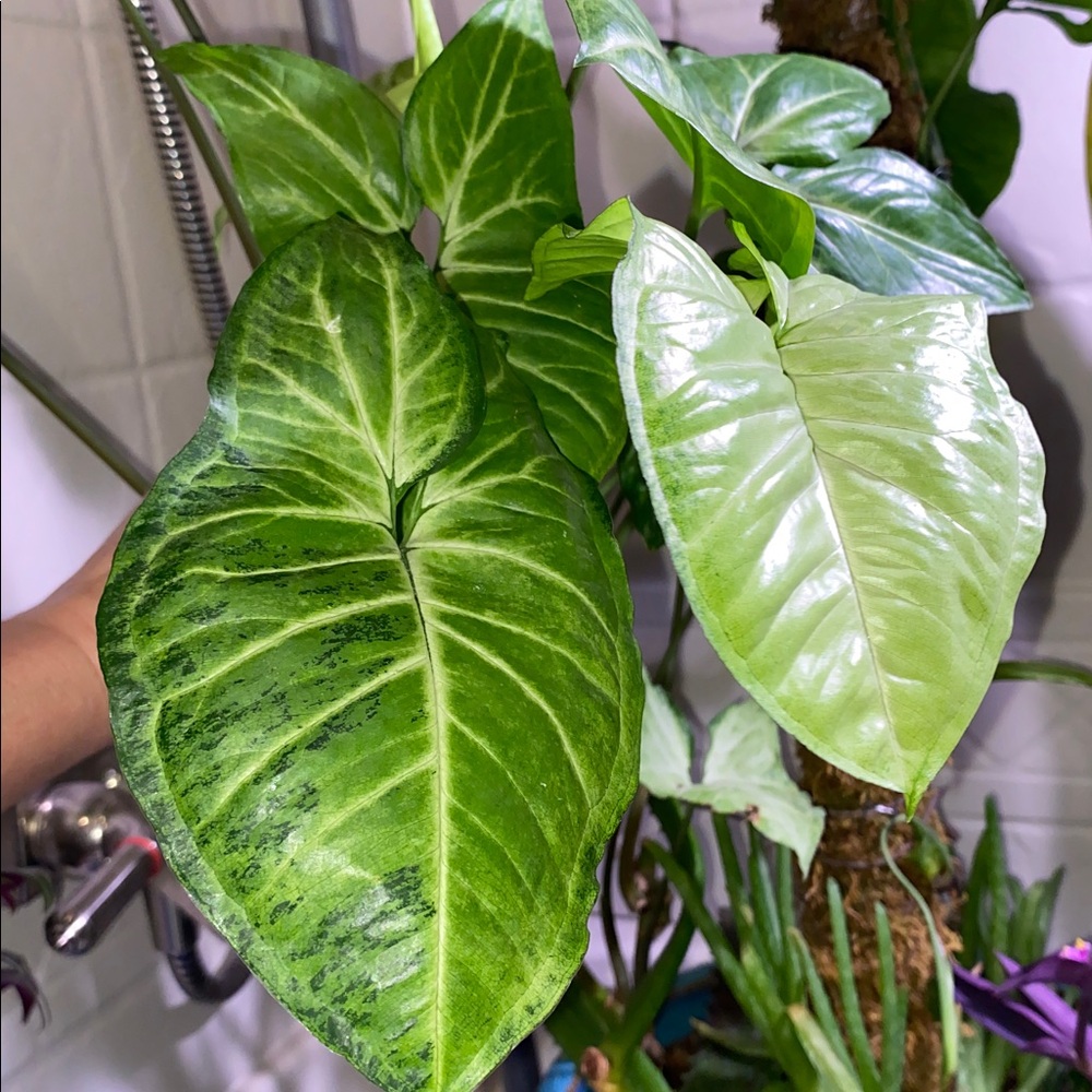 Well-Rooted 12”+ Syngonium Plant